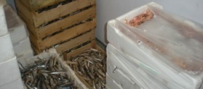 Sequestrati 550 chilogrammi di polpi. Il pesce è stato trovato senza etichettatura