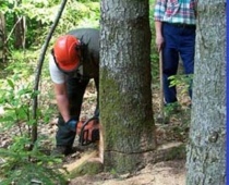 A rischio il posto di lavoro per i lavoratori forestali