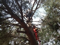 I soccorsi sull'albero da parte dell'Humanitas