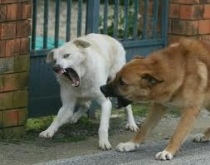 Un branco di cani randagi aggredisce due bambini