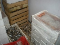 Sequestrati 550 chilogrammi di pesce di provenienza ignota