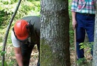 Forestazione, in arrivo 18 milioni di euro stanziati già la prossima settimana