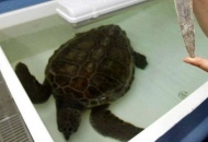 Due tartarughe intrappolate in una rete salvate su segnalazione dei pescatori