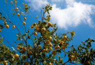 Raccoglie limoni e cade da un muro muore un contadino rumeno 52enne