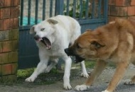 Branco cani randagi aggredisce 2 bimbi. Piccoli salvi per l'intervento di un uomo