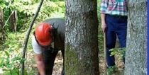 In arrivo 18 milioni di euro per la forestazione