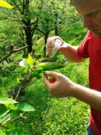 Un momento della lotta biologica al cinipide del castagno